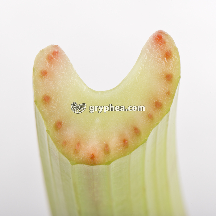 Tige de Céleri CT + éosine - gryphea.org